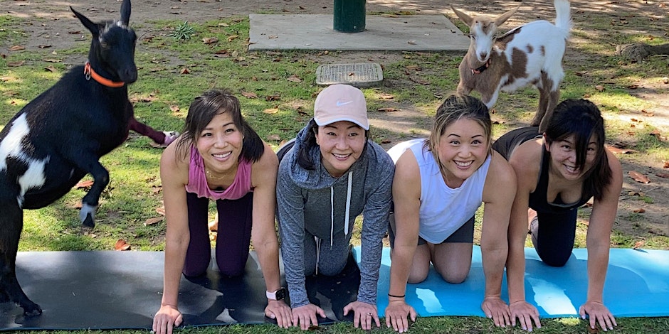 Goat Yoga in the Park