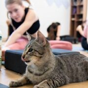 Kitty Yoga with Rescue Kittens