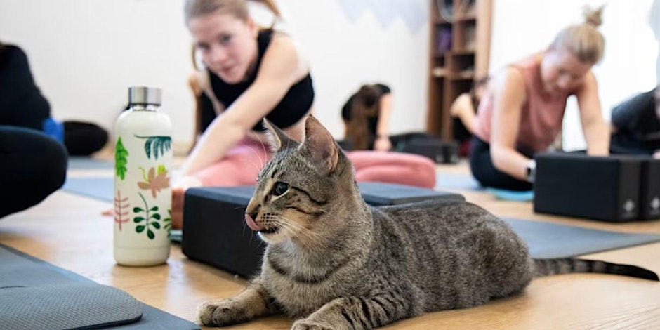 Kitty Yoga with Rescue Kittens