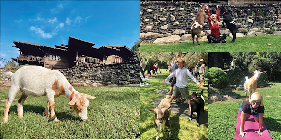 Evening Goat Yoga at the Gamble House