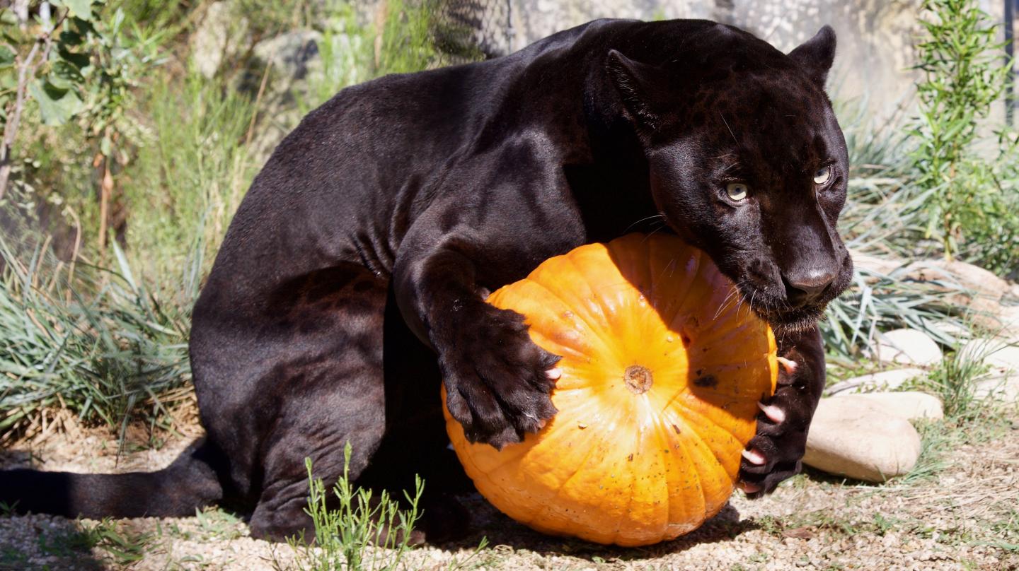 Halloween Zoo-Tacular at the OC Zoo