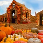 Mr. Bones Pumpkin Patch