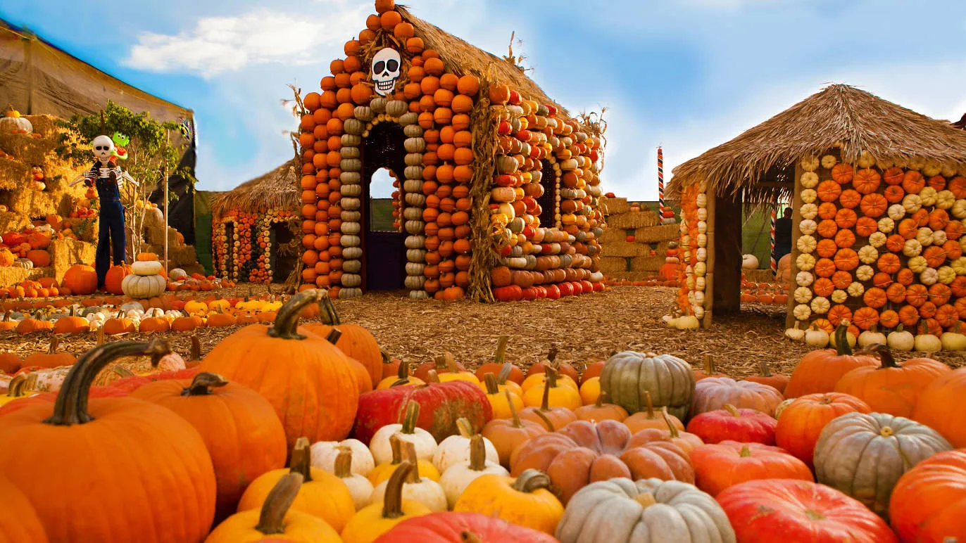 Mr. Bones Pumpkin Patch