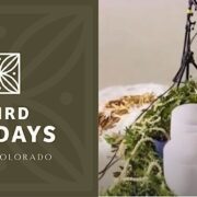 One Colorado's The Courtyard Series