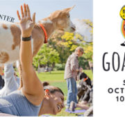 Goat Yoga at the Los Angeles Equestrian Center