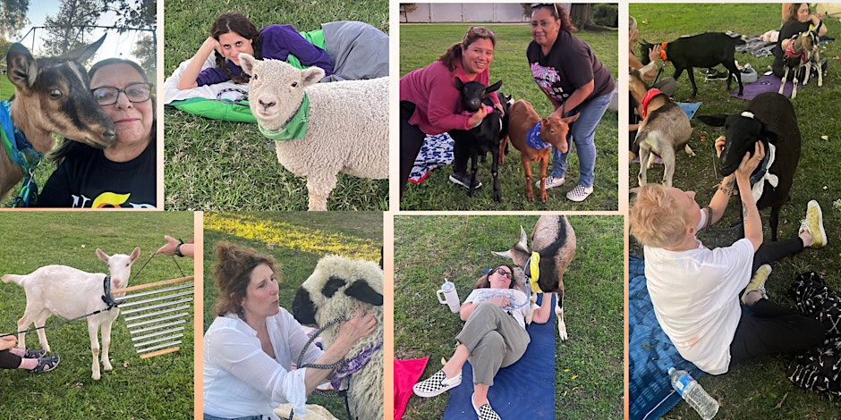 Goats and Sheep Snuggle Party and Sound Bath in the Park