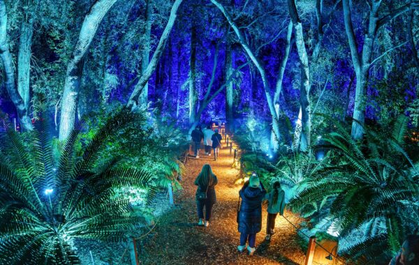 Enchanted Forest of Light